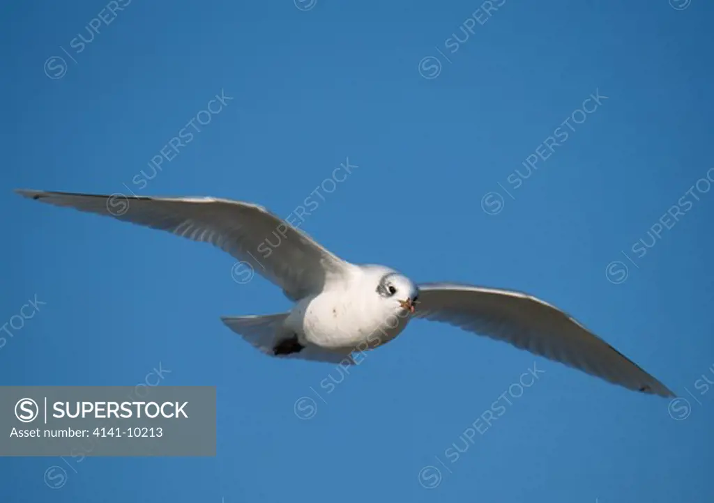 mediterranean gull larus melanocephalus sub-adult in flight (in winter)