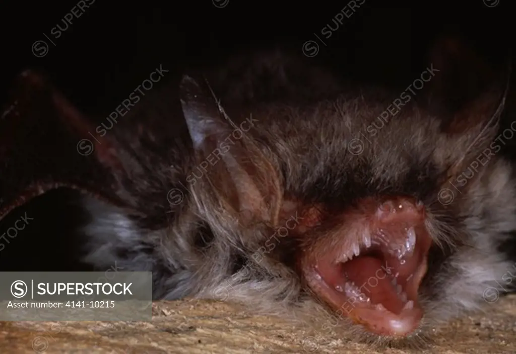 natterer's bat myotis nattereri protesting, face detail