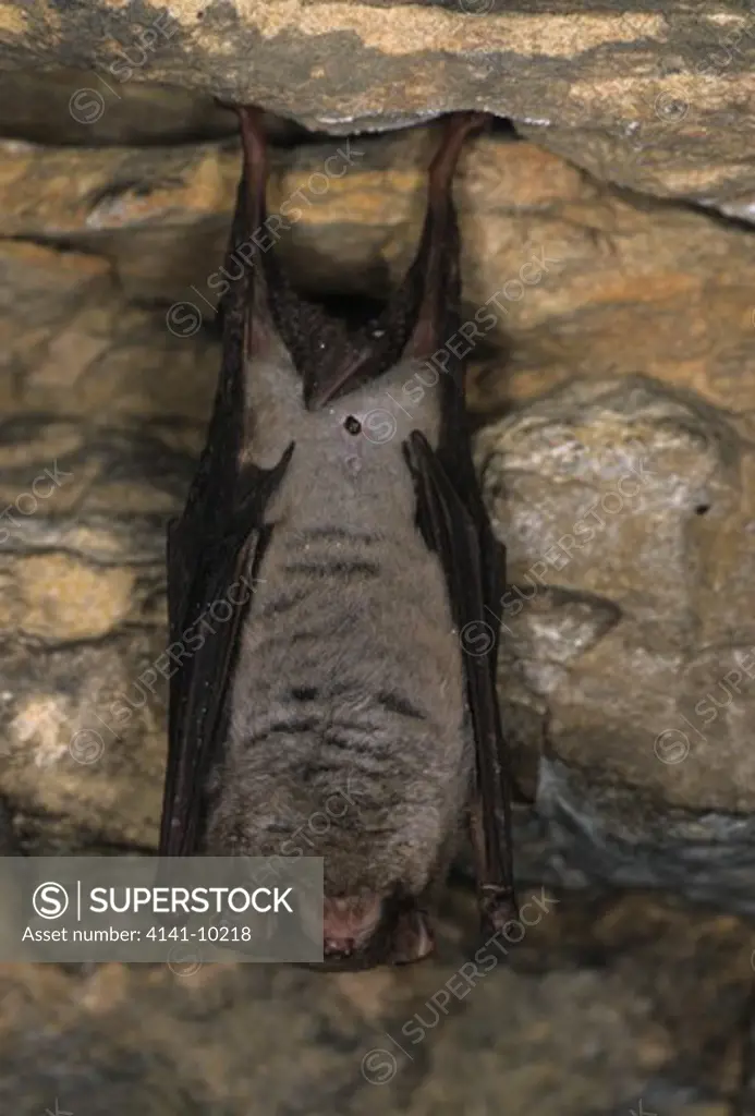 schreiber's or long-winged bat miniopterus schreibersii hibernating