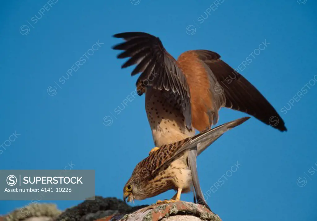lesser kestrels mating falco naumanni