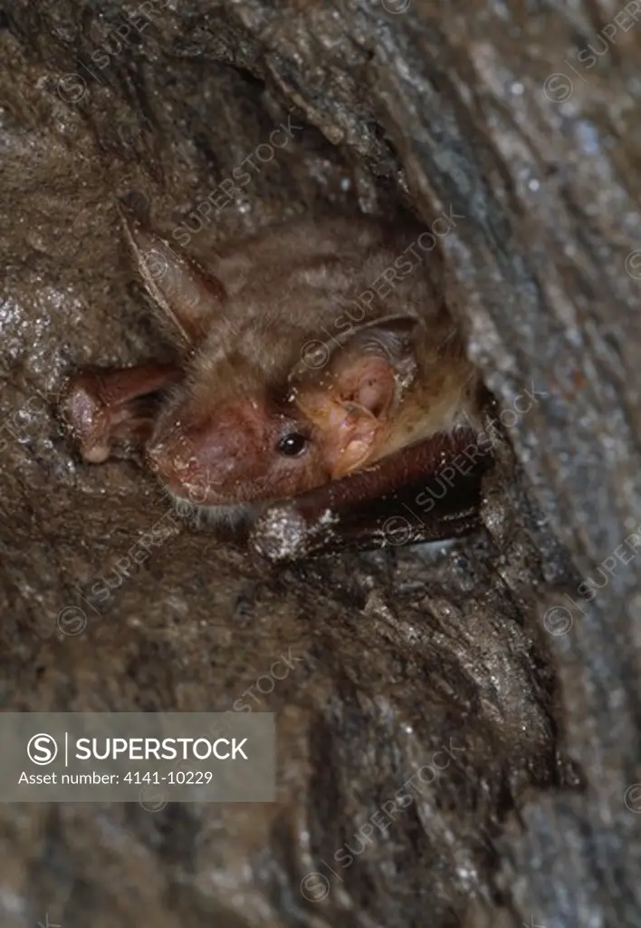 greater mouse-eared bat myotis myotis roosting. spain