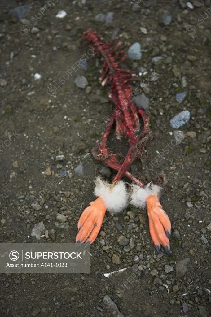 gentoo penguin pygoscelis papua skeleton after skua attack falkland islands