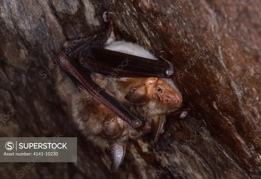 greater mouse-eared bats myotis myotis pair mating spain