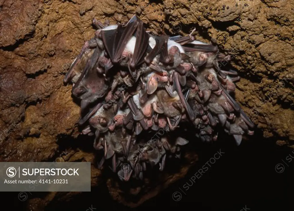 greater mouse-eared bats myotis myotis breeding colony spain