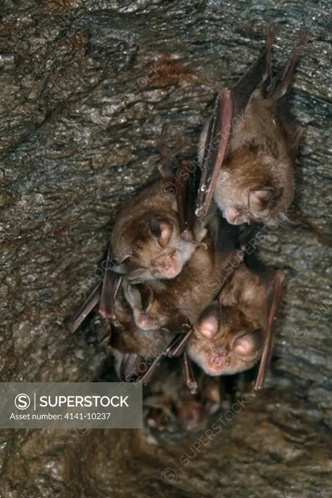 mediterranean horseshoe bats rhinolophus curyale small group on mine ceiling. spain.