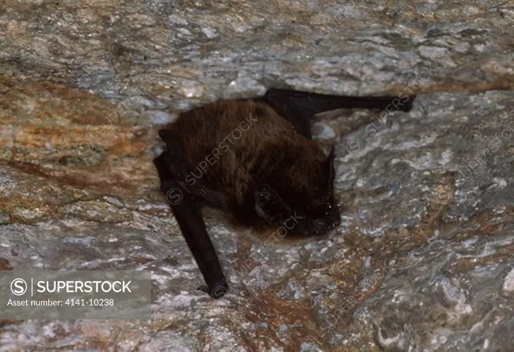 savi's pipistrelle bat hypsugo savii on cave wall spain