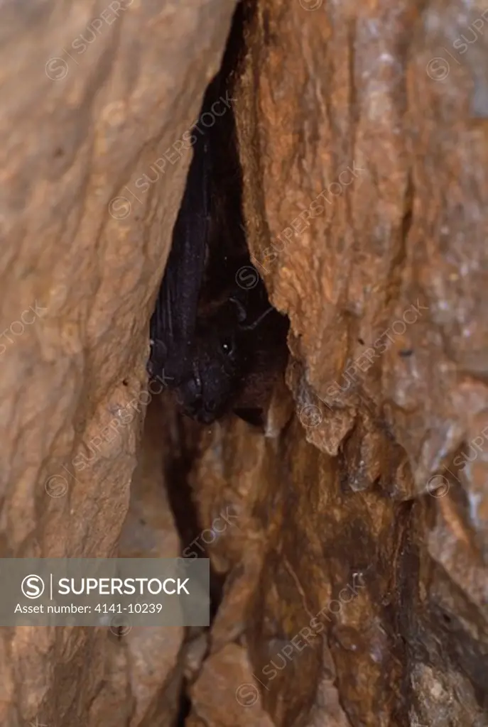 savi's pipistrelle bat in crevice hypsugo savii spain