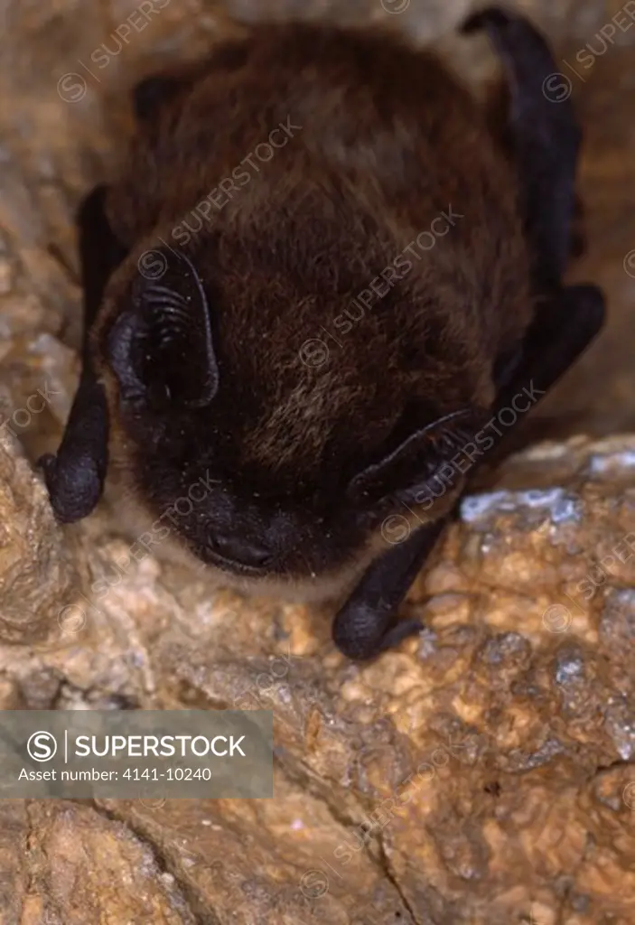 savi's pipistrelle bat in cave hypsugo savii spain