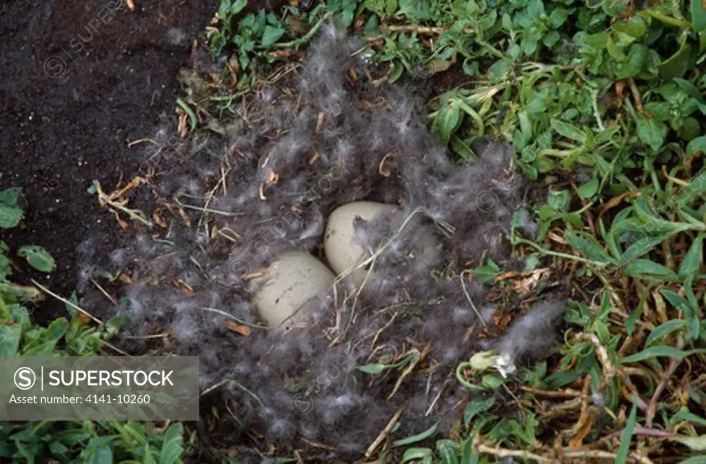 eider duck nest with two eggs somateria mollissima in down