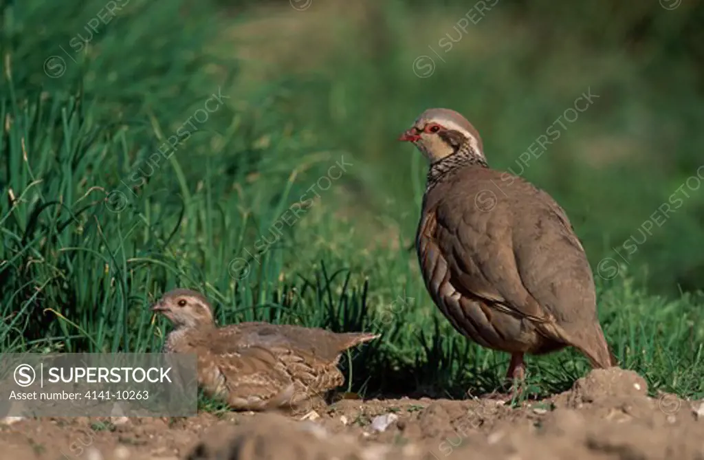 red-legged or french partridges alectoris rufa adult & juvenile
