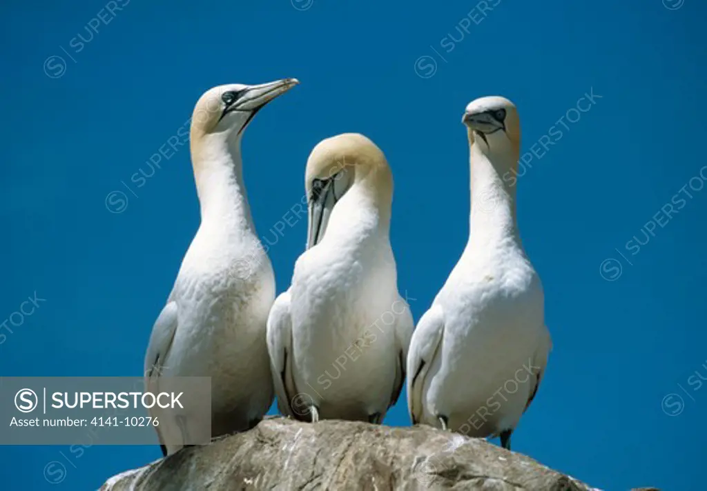 gannets three on rock sula bassana bass rock, firth of forth, scotland