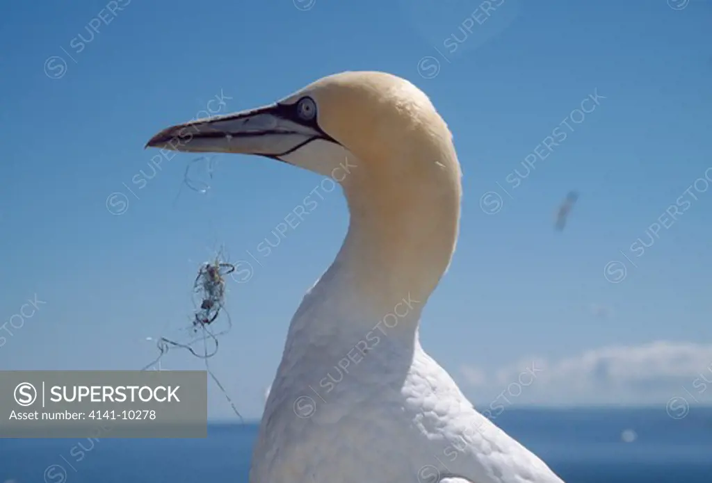 gannet with fishing line sula bassana caught in bill
