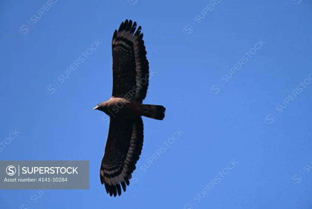 crested serpent eagle in flight spilornis cheela india
