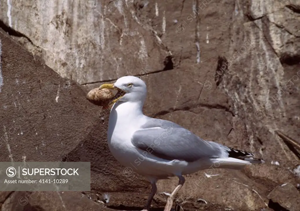 herring gull holding gannet's egg larus argentatus obtained after tourist disturbance