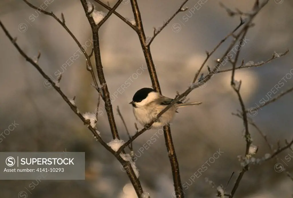 willow tit perched parus montanus finland winter
