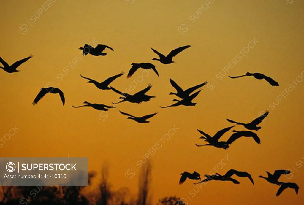 canada goose branta canadensis flock in flight silhouetted at twilight horicon nwr, wisconsin, usa 