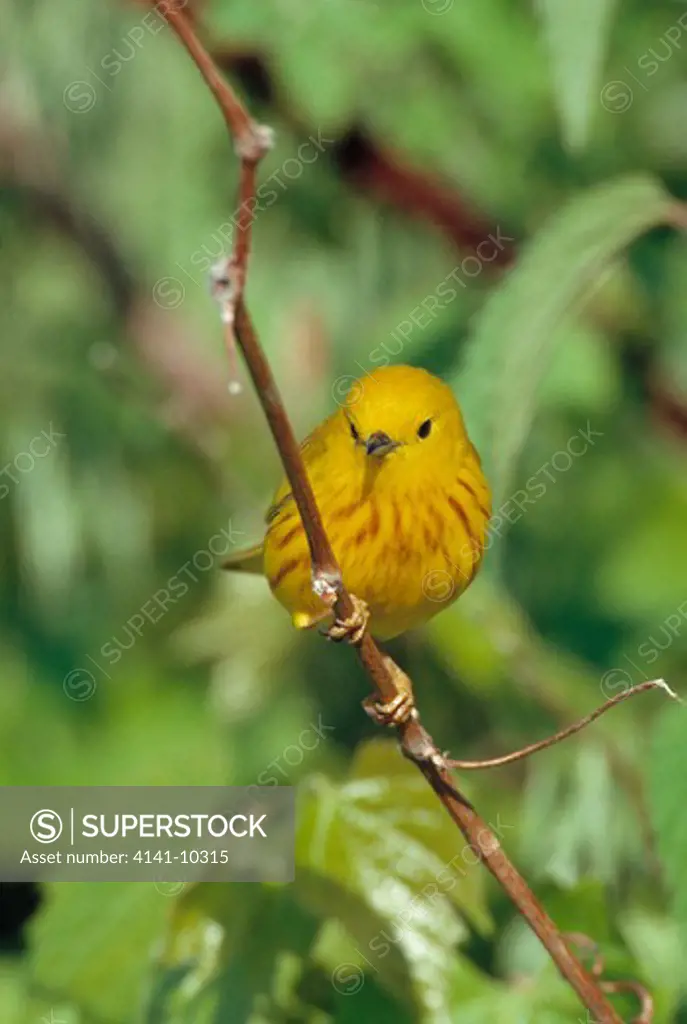 yellow warbler dendroica petechia male on twig north america 