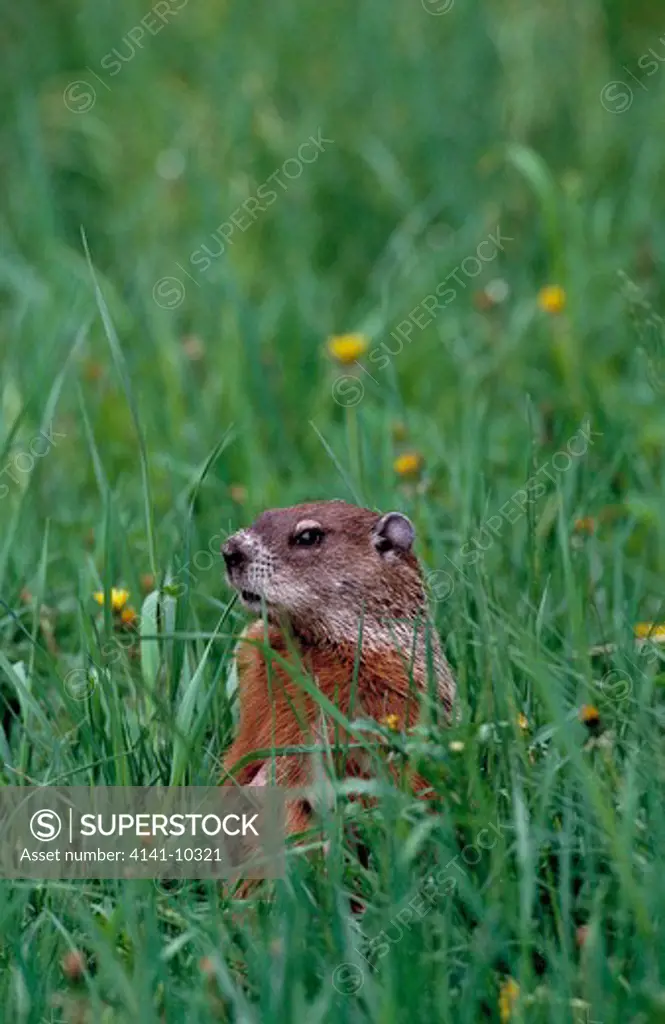north american marmot immature marmota monax (or woodchuck or groundhog) 