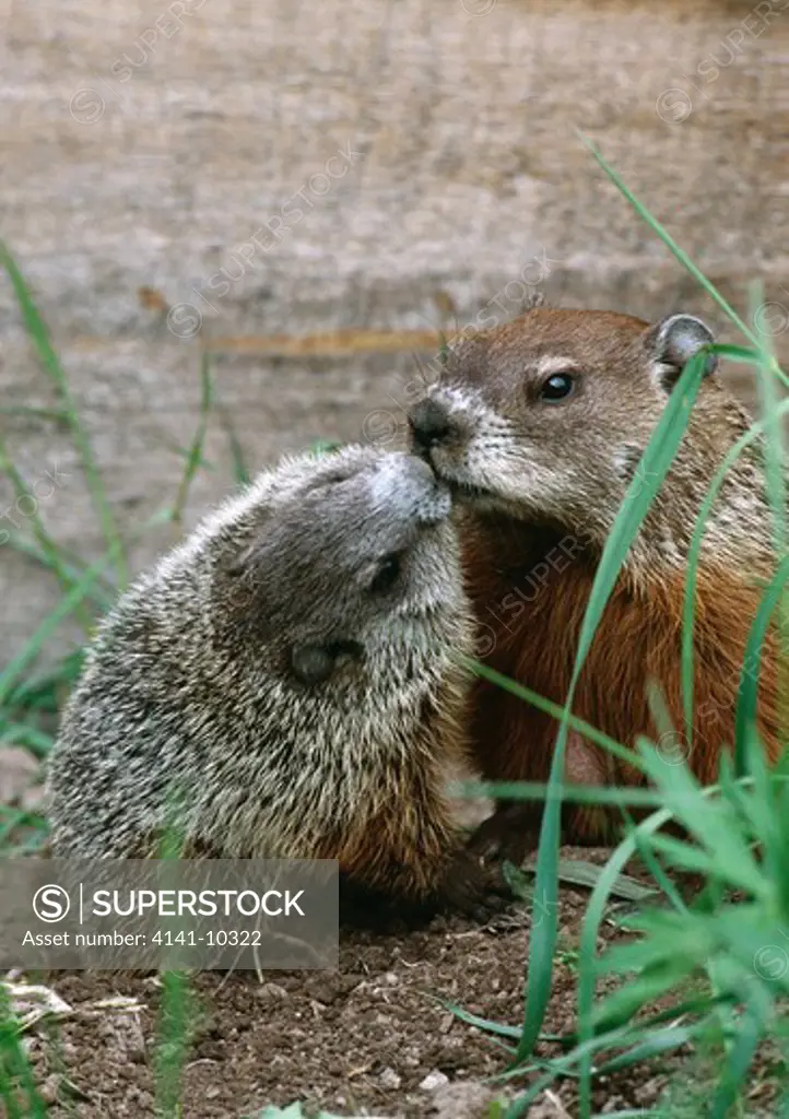 north american marmot & young marmota monax eastern north america also called woodchuck & groundhog