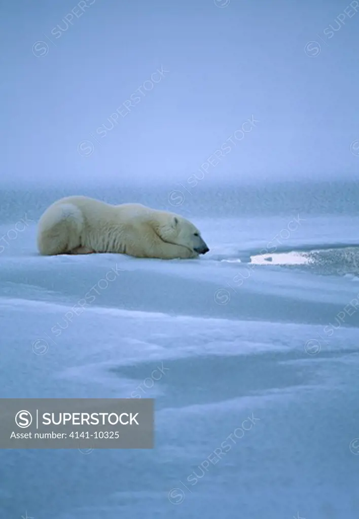 polar bear lying in wait at seal hole ursus maritimus hudson bay, manitoba, northern canada 