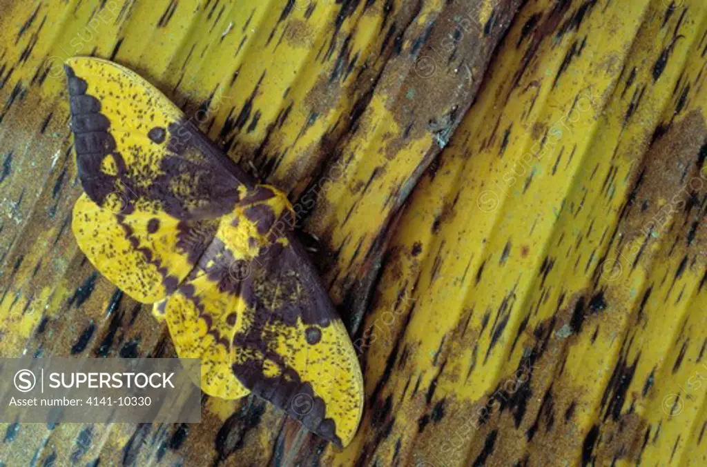 imperial moth camouflaged eacles imperialis rainforest of costa rica 