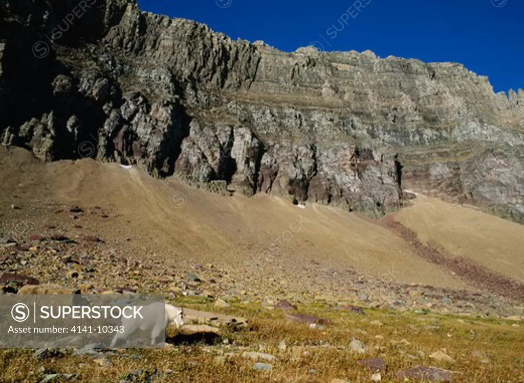 mountain goat oreamnos americanus logan pass, glacier natl park, montana, usa 