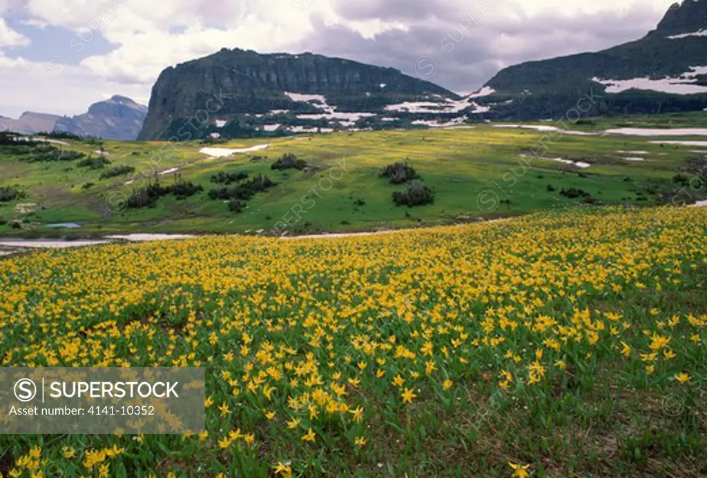 avalanche or glacier lily mass erythronium grandiflorum in flower glacier national park, montana, north western usa 