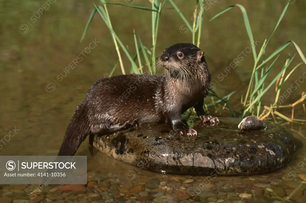 north american river otter or canadian river otter lontra canadensis (formerly lutra canadensis)