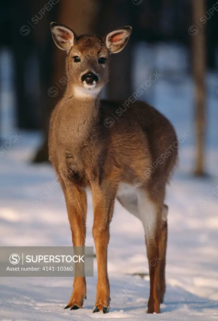 whitetail deer doe in winter odocoileus virginianus endangered, cites listed. 