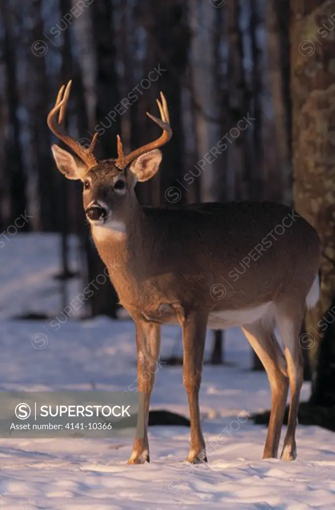 whitetail deer male odocoileus virginianus in woodland with snow