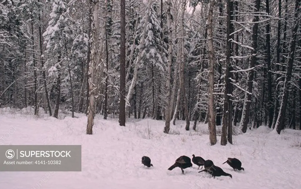 wild turkey group on lying snow meleagris gallopavo montana, usa. winter 