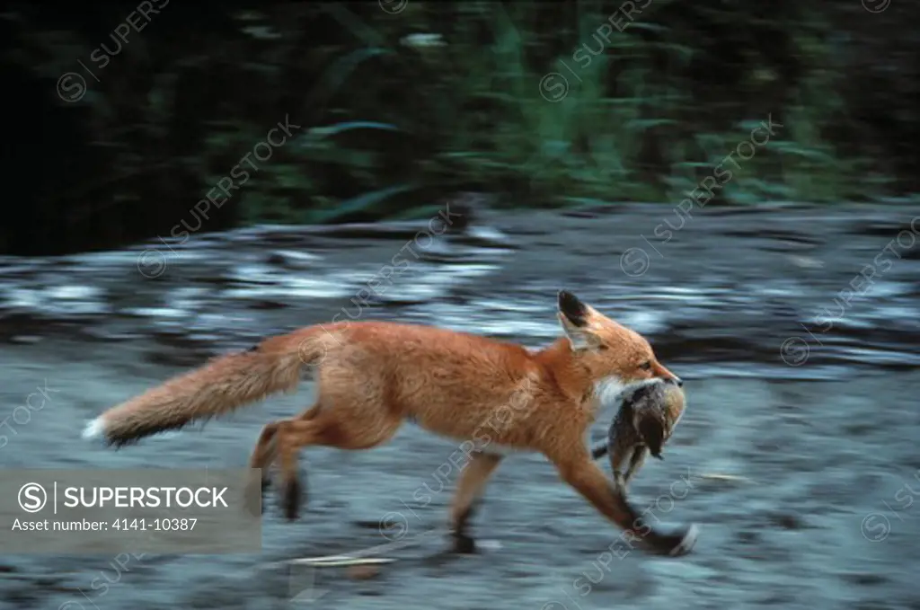north american red fox vulpes vulpes fulva running, carrying ground squirrel prey 