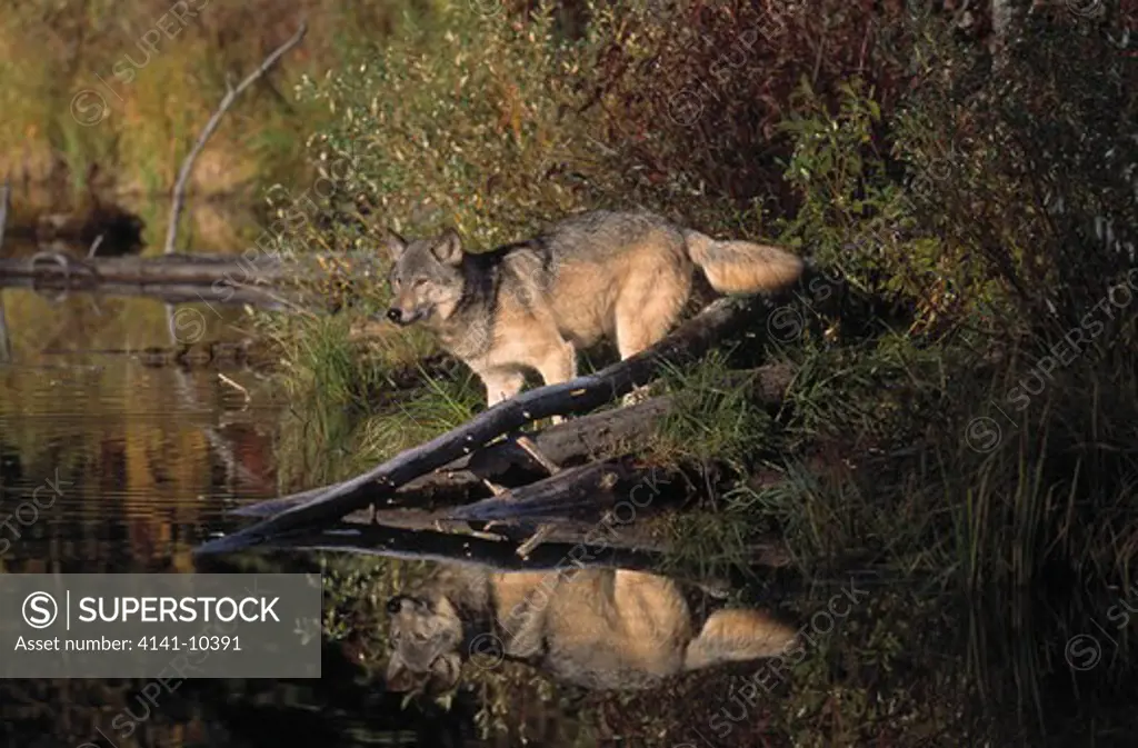 north american grey or timber wolf canis lupus reflected in water