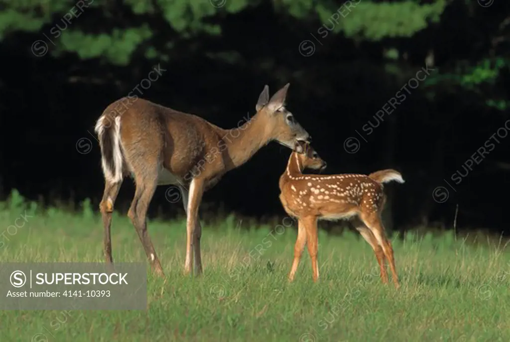whitetail deer odocoileus virginianus female & young. north america.