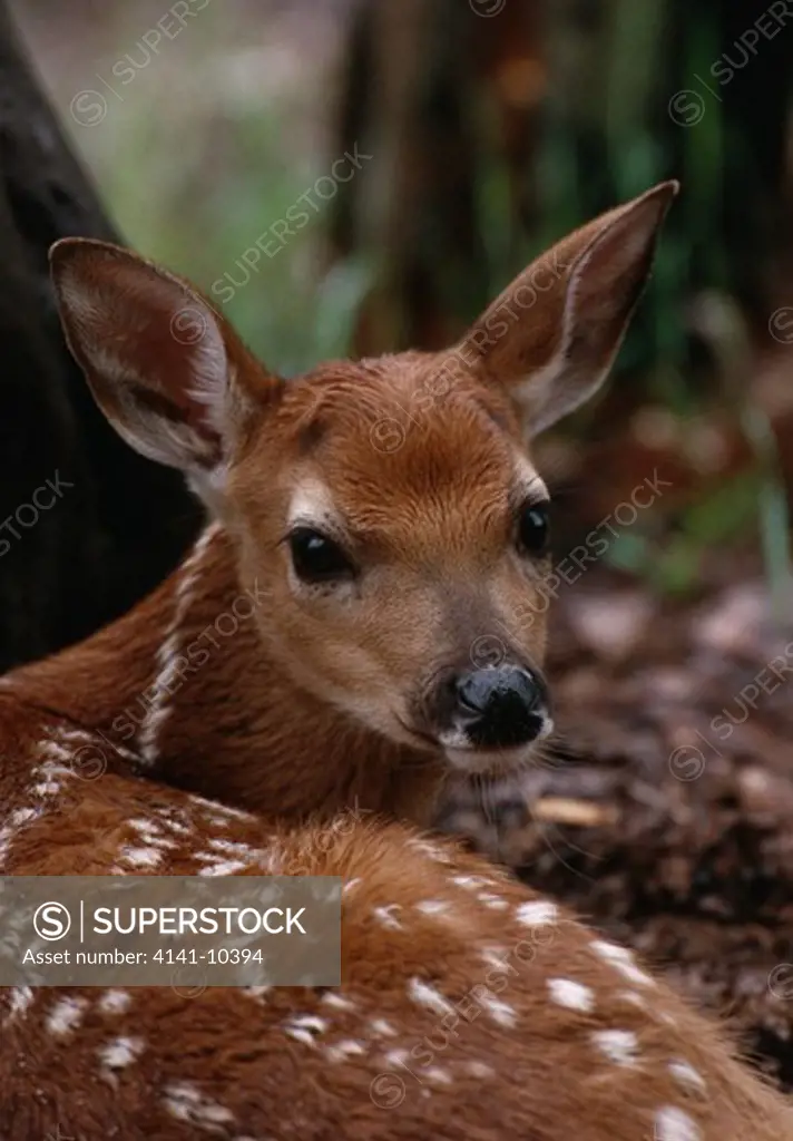 whitetail deer odocoileus virginianus young resting in woodland 