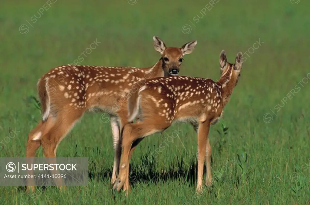 whitetail deer two fawns odocoileus virginianus north america.