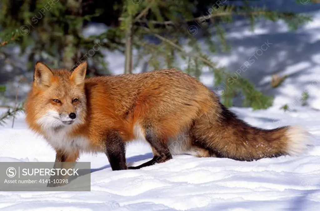north american red fox vulpes vulpes fulva on snow, north america