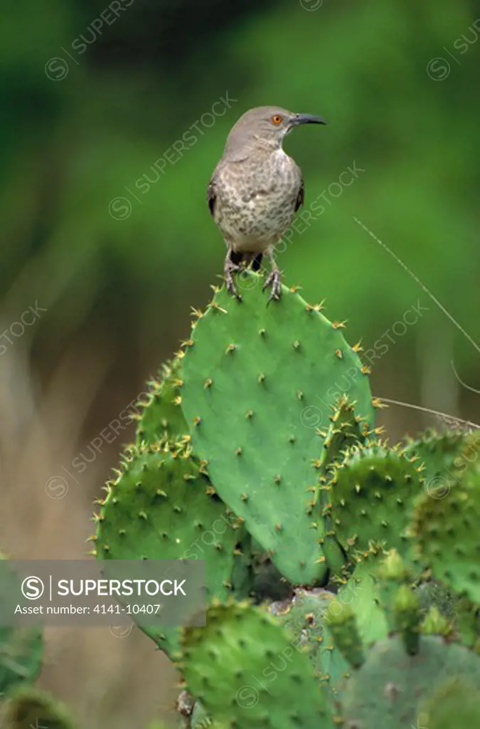 curve-billed thrasher toxostoma curvirostra on cactus, texas, usa