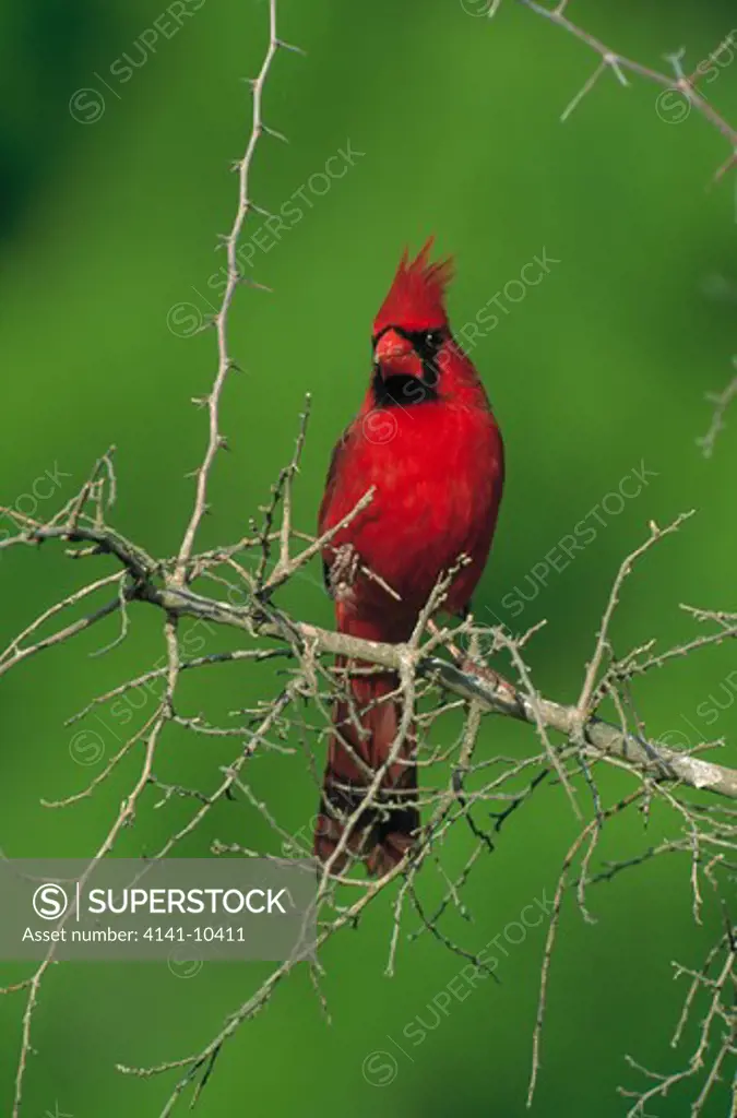 northern cardinal male cardinalis cardinalis north america