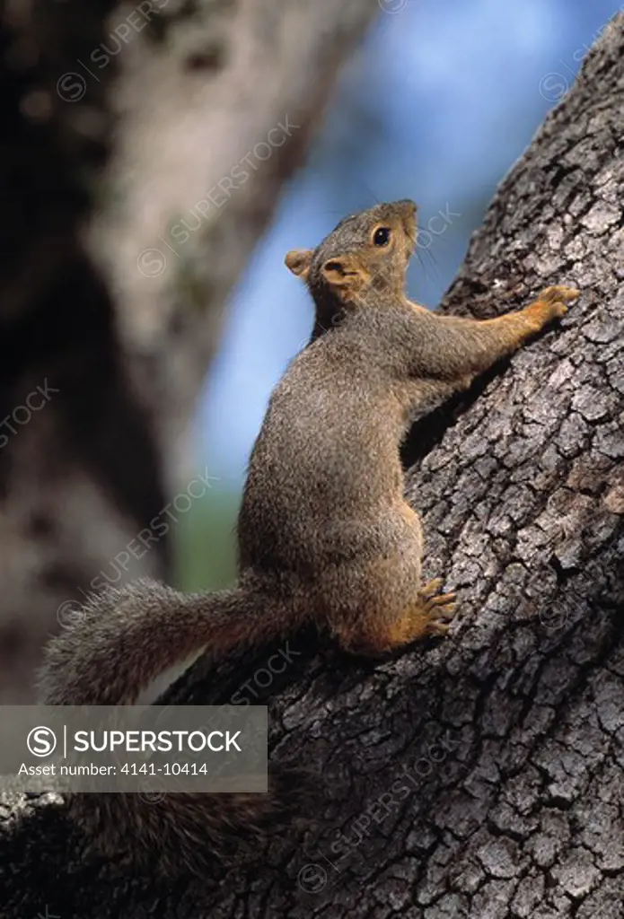 fox squirrel sciurus niger on tree trunk southern texas, usa 