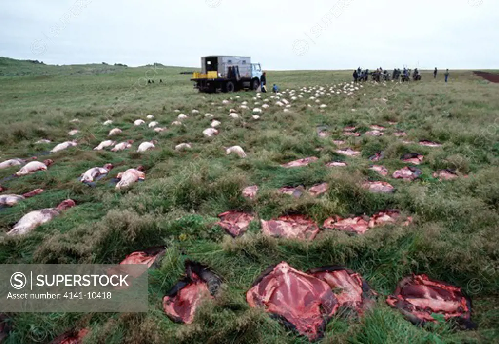 northern fur seal carcasses laid out after cull, some skinned saint paul island, pribilof islands, alaska, usa >>
