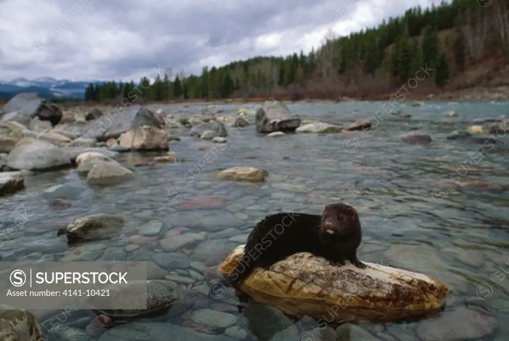 american mink on rock in river mustela vison north america