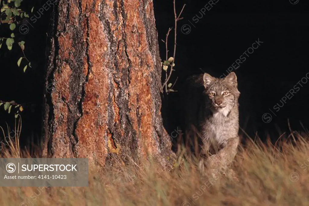 canadian lynx felis canadensis or lynx canadensis north america.