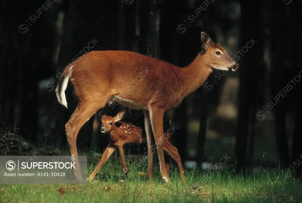 whitetail deer odocoileus virginianus north america