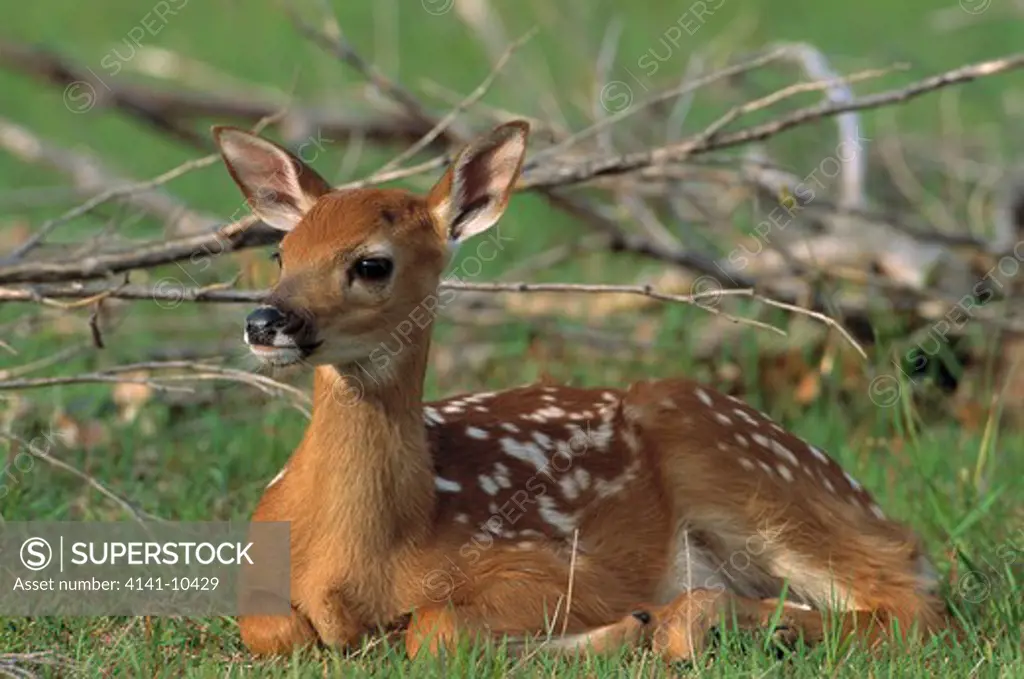 whitetail deer young odocoileus virginianus north america