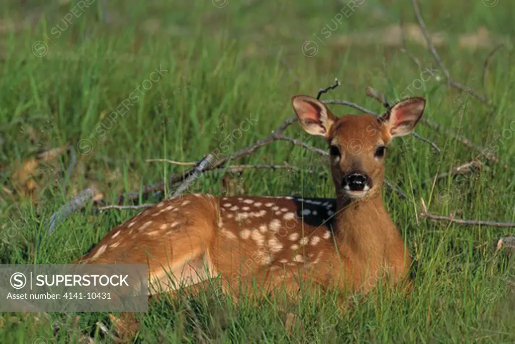 whitetail deer odocoileus virginianus young resting on grass. north america.