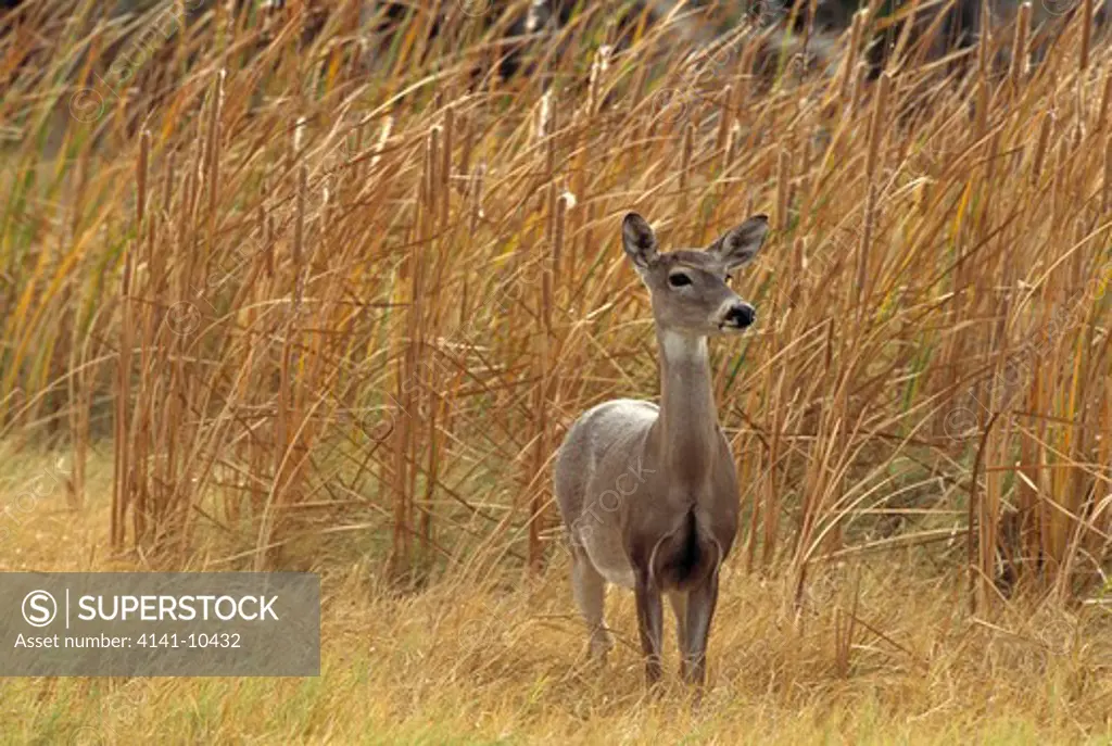 whitetail deer odocoileus virginianus texas, usa
