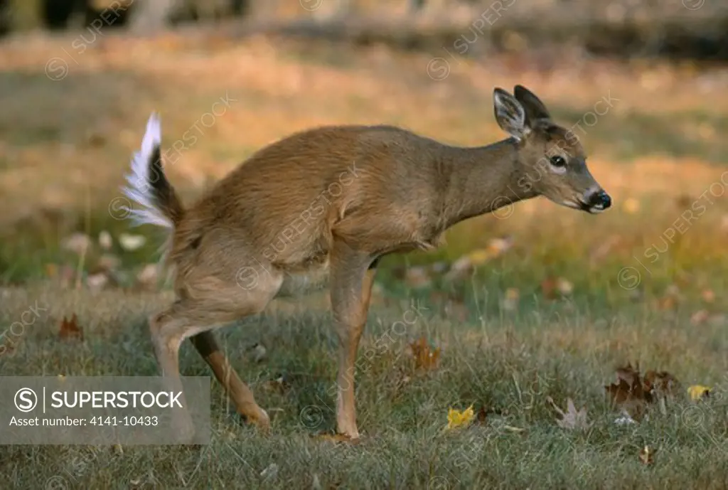 whitetail deer odocoileus virginianus female, urinating northern usa