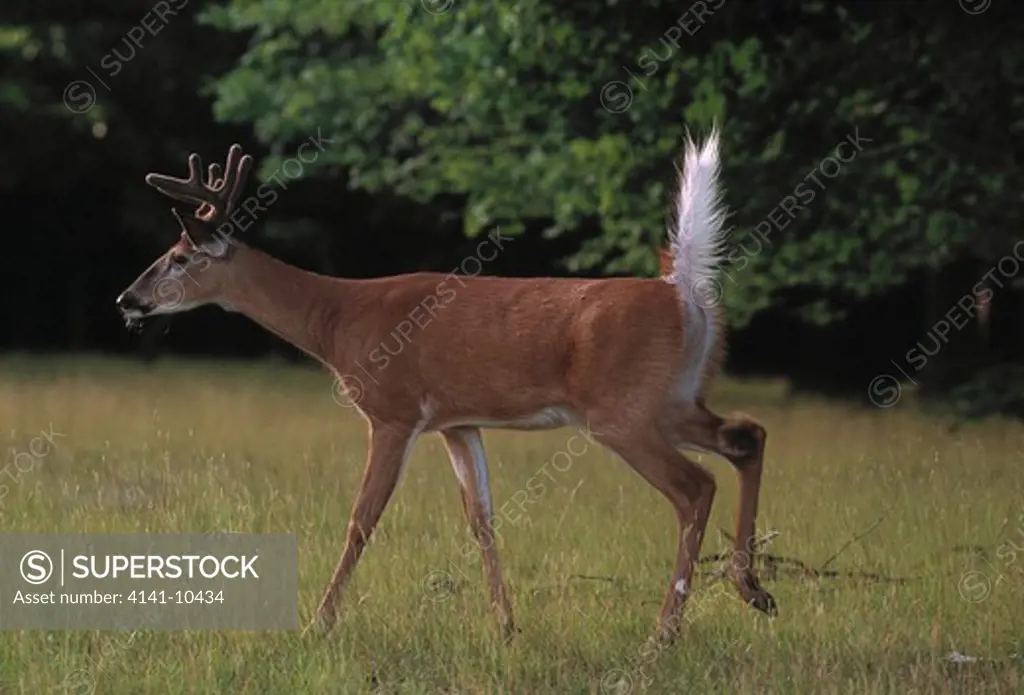 whitetail deer odocoileus virginianus tail raised as alarm signal, north america.