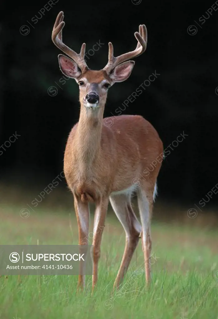 whitetail deer odocoileus virginianus north america